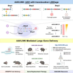 New AAVLINK Technology Enhances Gene Therapy Delivery for Large Therapeutic Genes