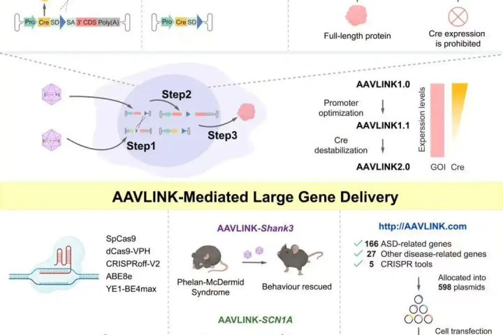 New AAVLINK Technology Enhances Gene Therapy Delivery for Large Therapeutic Genes