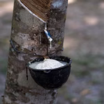 Asian Rubber Prices