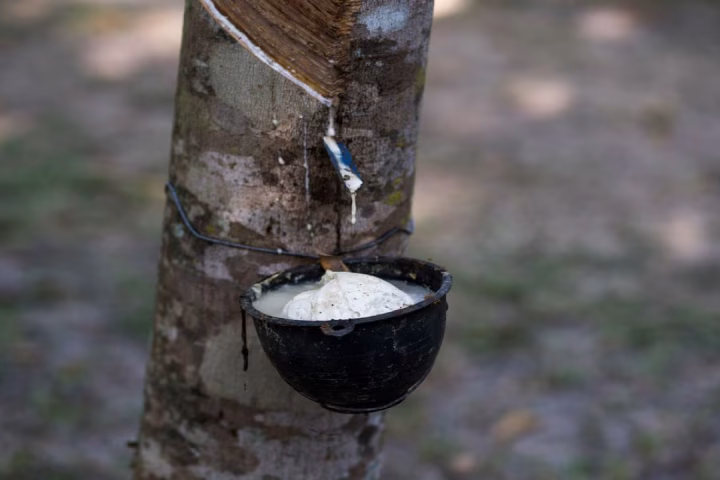 Asian Rubber Prices