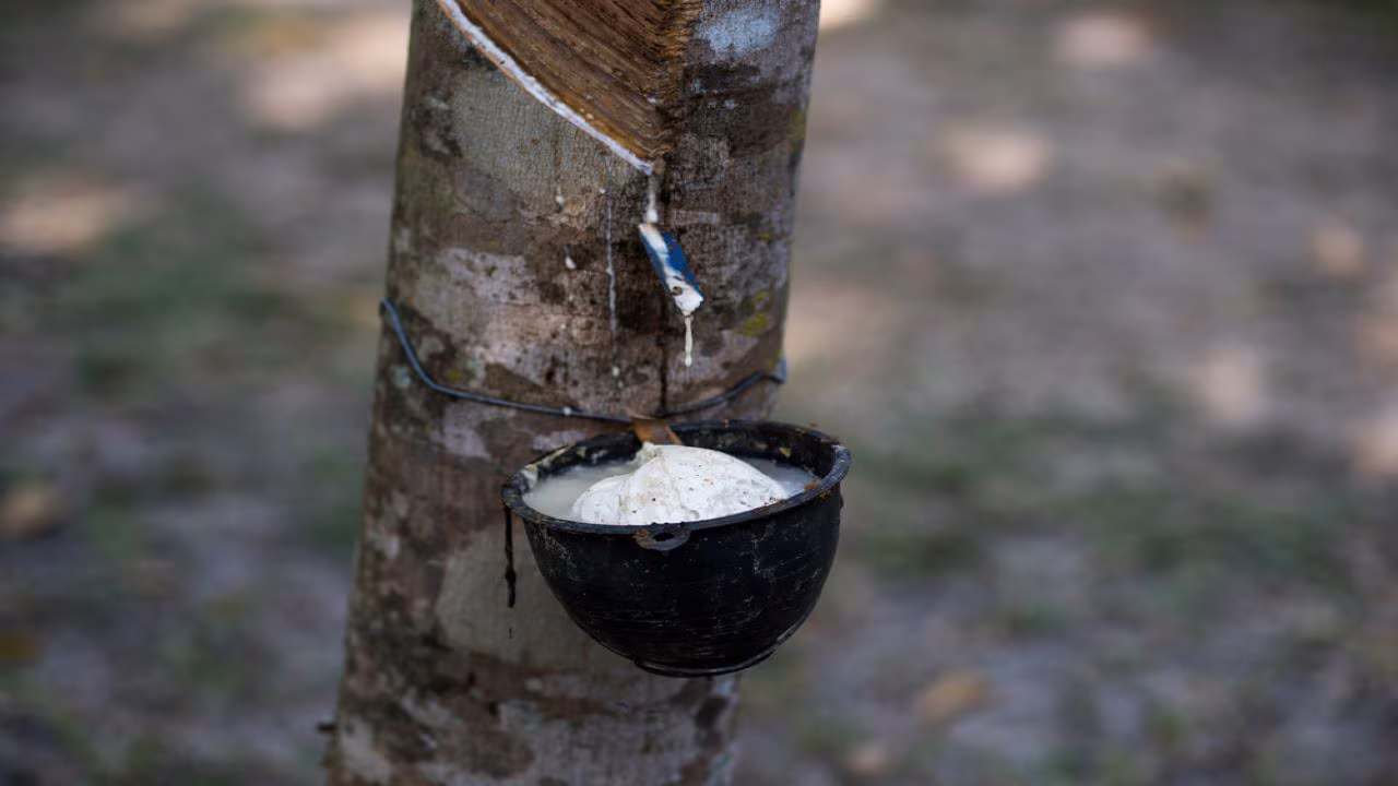 Asian Rubber Prices